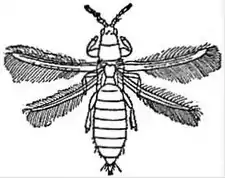 EB1911 Thysanoptera - Limothrips denticornis.jpg