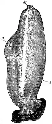 EB1911 Tunicata - Ascidia mentula from the right side.jpg