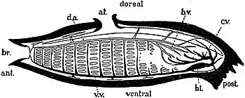 EB1911 Tunicata - Blood Circulation in an Ascidian.jpg