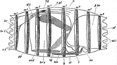 EB1911 Tunicata - Doliolum denticulatum - sexual generation.jpg