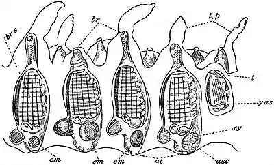 EB1911 Tunicata - Pyrosoma - arrangement of ascidiozooids.jpg