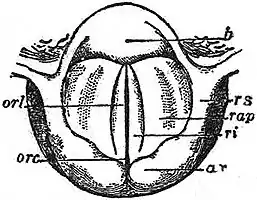 EB1911 Voice - Glottis - Chest Voice, High Tone.jpg