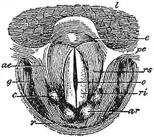 EB1911 Voice - Glottis - Head Voice. Deep Tones.jpg