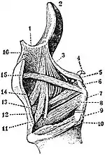 EB1911 Voice - Muscles of left side of larynx.jpg