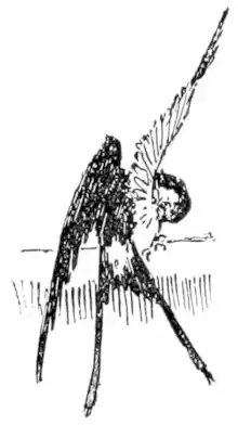 End matter illustration of The Happy Prince and Other Tales (1888).png