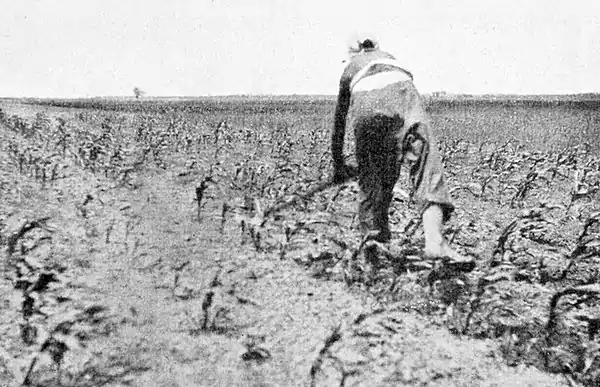 Farmers of forty centuries - China's method of shallow cultivation.jpg