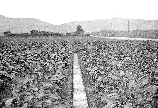 Farmers of forty centuries - Egg plants growing in the midst of rice fields, Japan.jpg