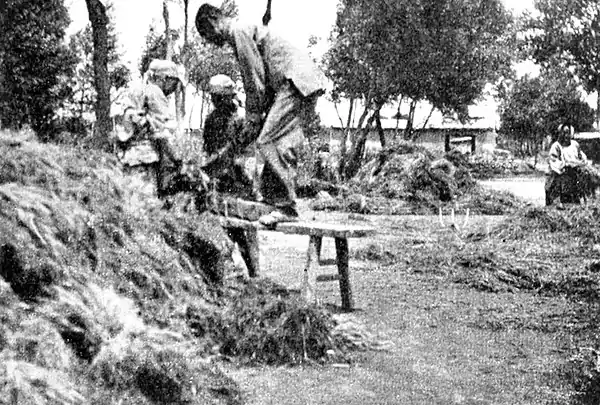 Farmers of forty centuries - Family engaged in cutting, from bundles of wheat, the roots to be used in making compost, Chihli.jpg