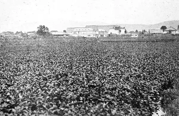 Farmers of forty centuries - Field of Japanese indigo.jpg