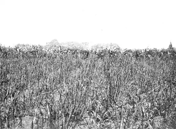 Farmers of forty centuries - Field of millet planted between rows of Windsor beans.jpg