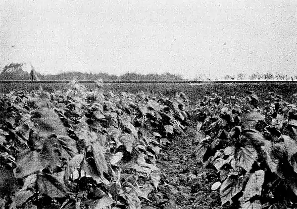Farmers of forty centuries - Field of mulberry.jpg