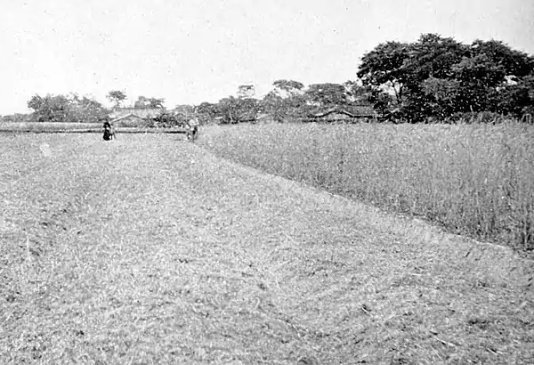 Farmers of forty centuries - Field of wheat after the grain had been cut and the cotton sowed in it was up.jpg