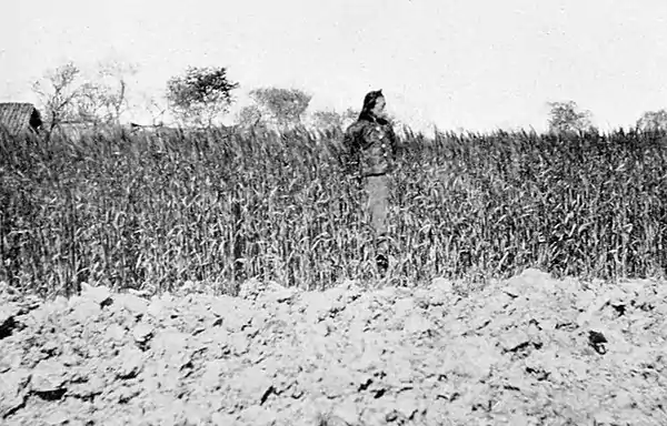 Farmers of forty centuries - Field of wheat nearing time of harvest in which cotton is planted.jpg