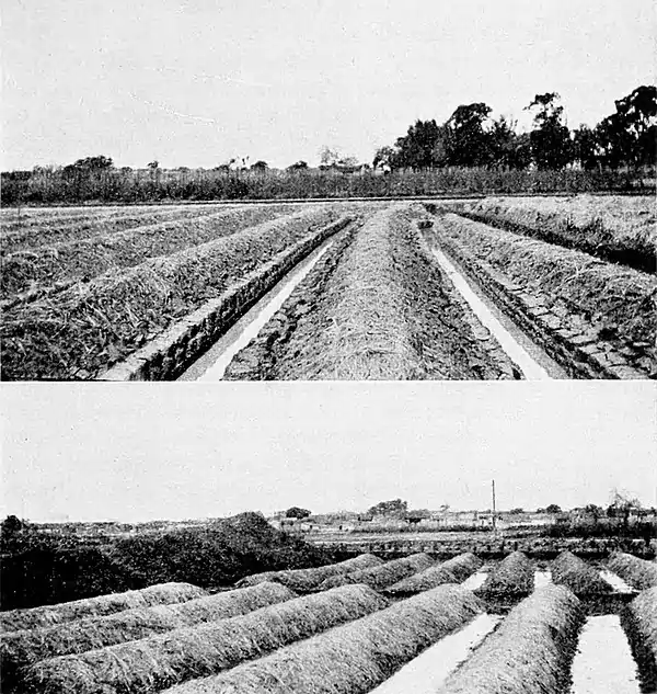 Farmers of forty centuries - Fields of ginger just planted.jpg