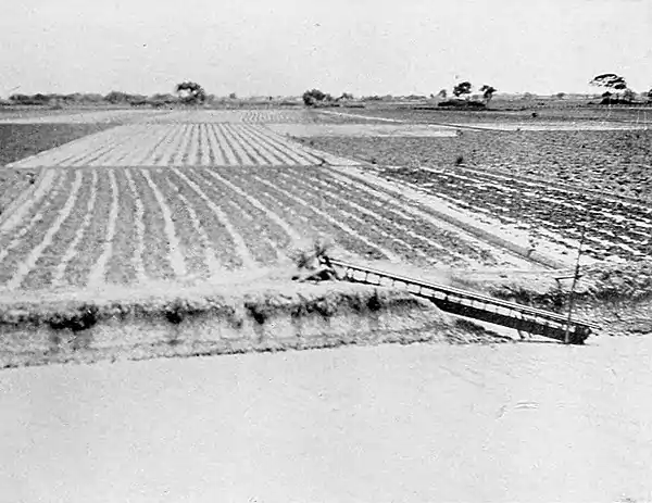 Farmers of forty centuries - Fields recently flooded with the Chinese foot-power chain pump.jpg
