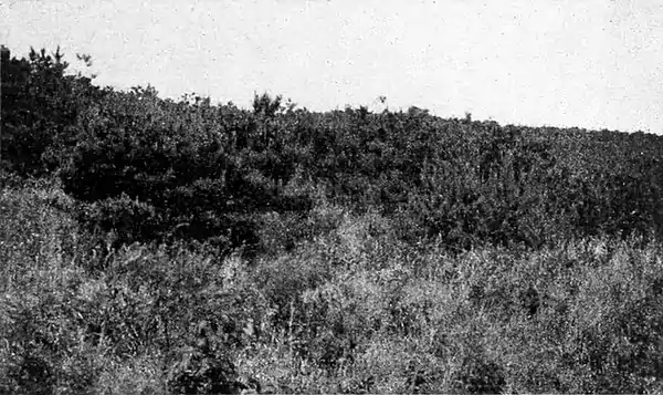 Farmers of forty centuries - Forest and herbaceous growth coming back.jpg