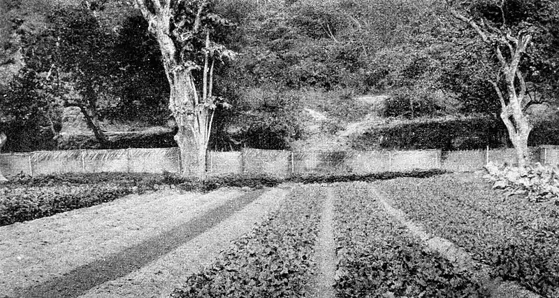 Farmers of forty centuries - Garden culture seen in Happy Valley.jpg