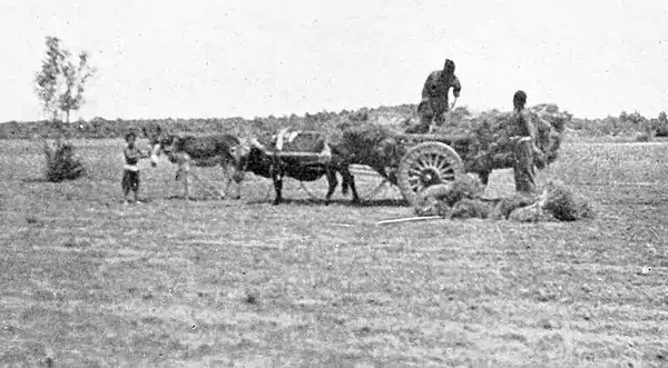 Farmers of forty centuries - Gathering wheat, harvested by being pulled and tied in bundles.jpg