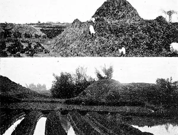 Farmers of forty centuries - Goats pasturing on grave land near Shanghai.jpg