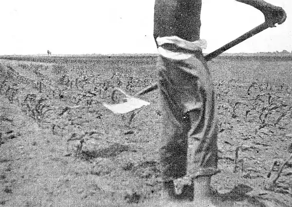 Farmers of forty centuries - Hoe used for shallow cultivation.jpg