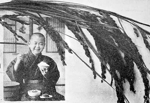 Farmers of forty centuries - Japanese boy eating rice.jpg