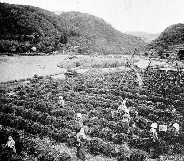 Farmers of forty centuries - Japanese women picking leaves of the tea plant.jpg