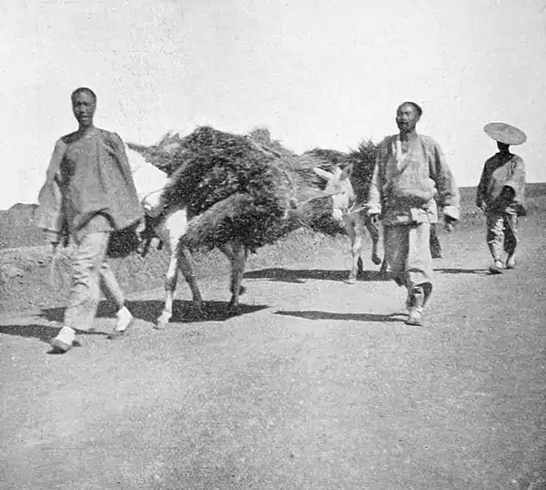 Farmers of forty centuries - Kaoliang fuel coming into Kiaochow market, Shuntung.jpg