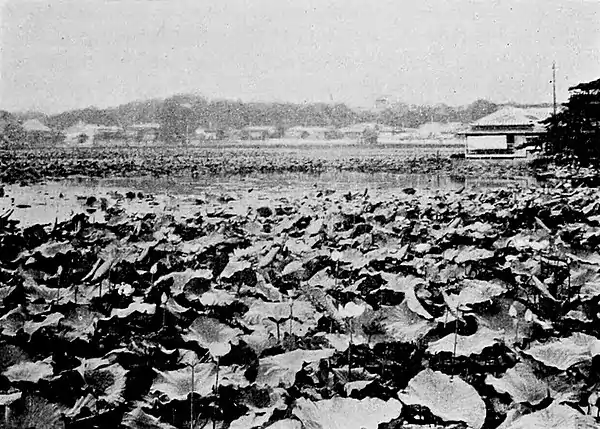 Farmers of forty centuries - Lotus pond with plant in bloom.jpg