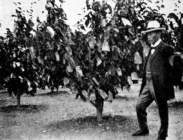Farmers of forty centuries - Low branching pear orchard with pears protected by paper bags.jpg