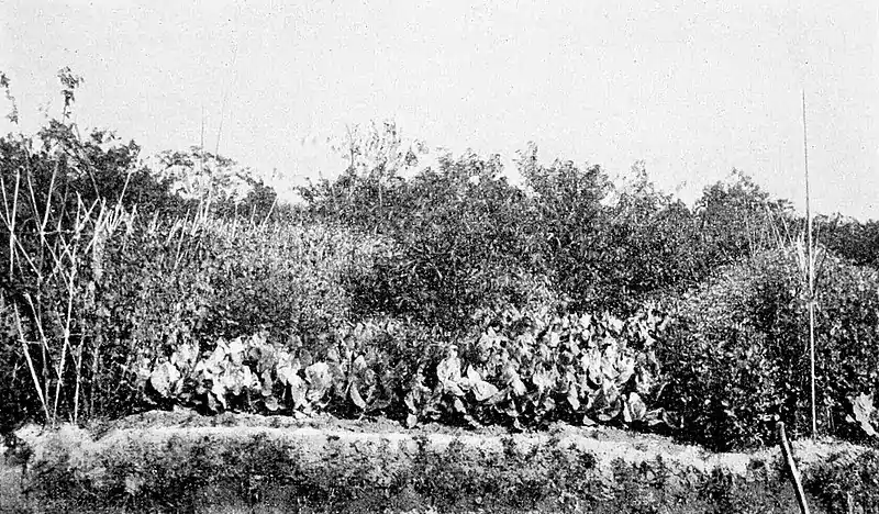 Farmers of forty centuries - Peach orchard doing intense duty as a market garden.jpg