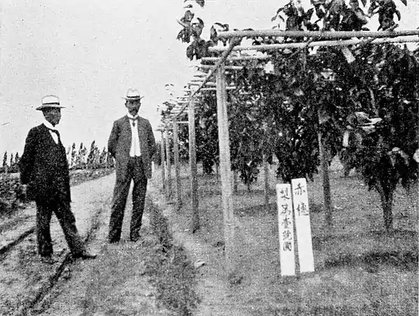 Farmers of forty centuries - Pear trees at Akashi Experiment Station.jpg