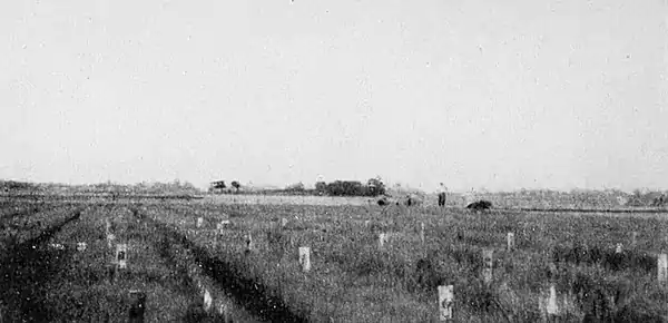 Farmers of forty centuries - Plant breeding and variety test nursery rice plats.jpg