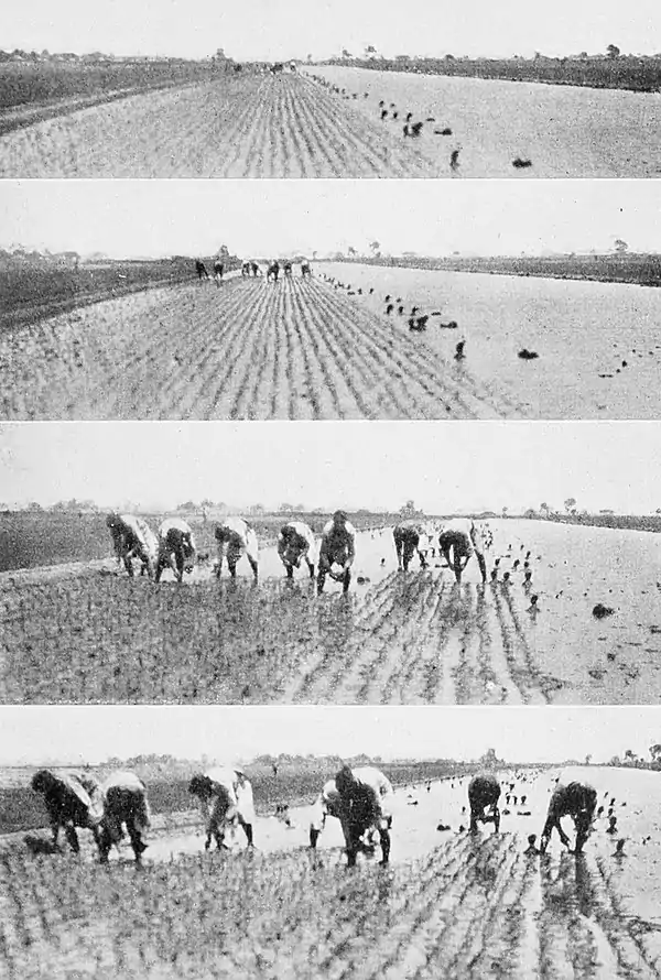 Farmers of forty centuries - Transplanting rice in China.jpg
