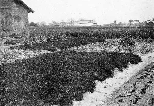 Farmers of forty centuries - Two beds of Chinese clover.jpg