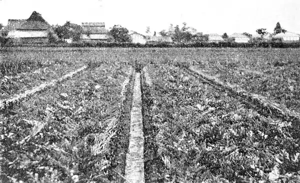 Farmers of forty centuries - Watermelons growing on low beds.jpg
