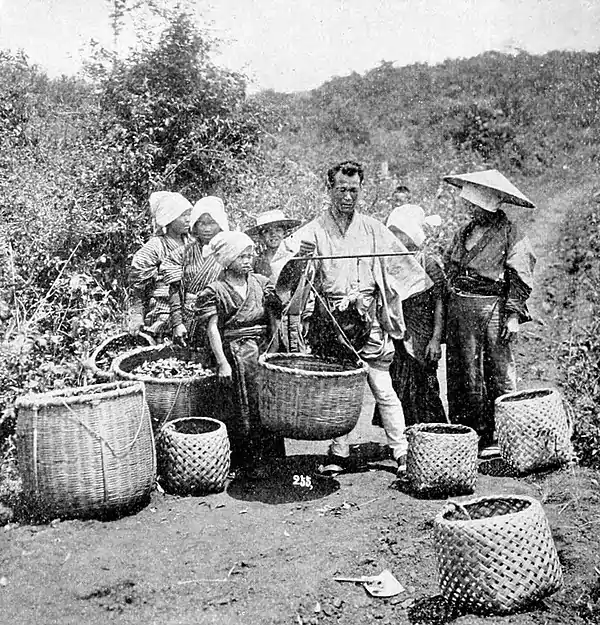 Farmers of forty centuries - Weighing freshly picked tea leaves in Japan.jpg