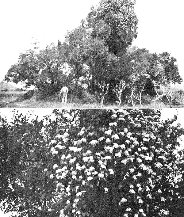 Farmers of forty centuries - Wild white rose in bloom, Manchuria.jpg