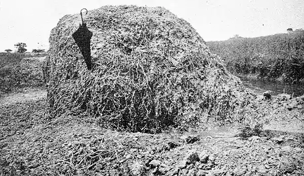 Farmers of forty centuries - completed compost stack.jpg