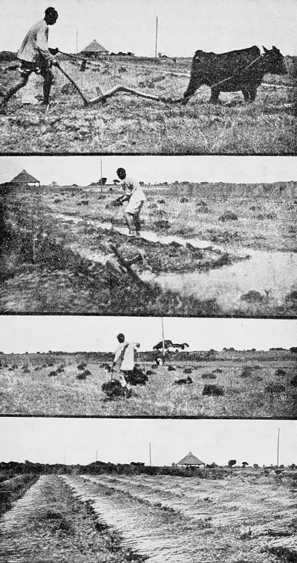 Farmers of forty centuries - fertilizing and fitting paddies for rice.jpg