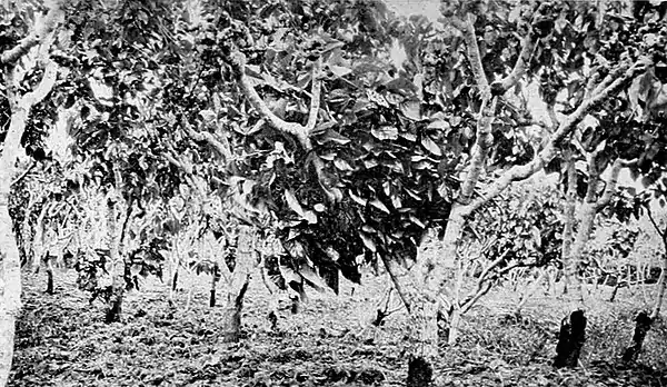 Farmers of forty centuries - mulberry orchard in Chekiang province, China.jpg