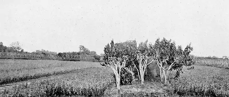 Farmers of forty centuries - mulberry trees occupying a long, narrow embankment.jpg