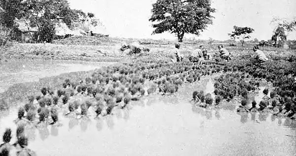Farmers of forty centuries - pulling rice in a nursery bed.jpg