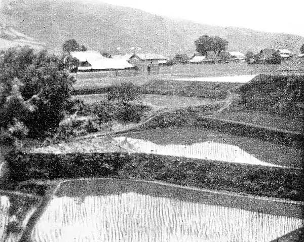 Farmers of forty centuries - small, flooded and transplanted rice paddies, Japan.jpg