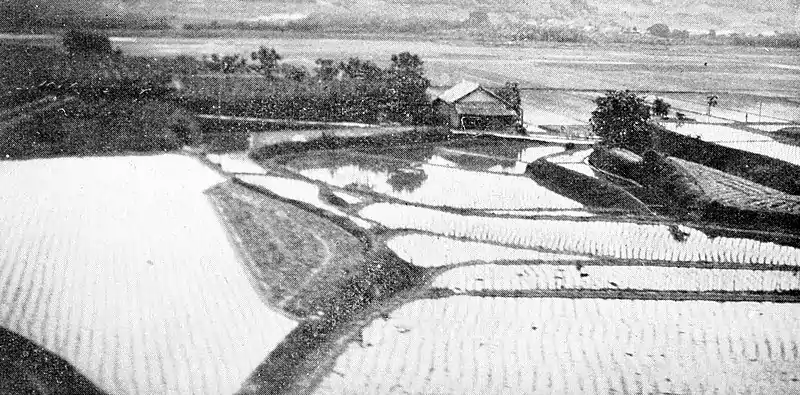 Farmers of forty centuries - small terraces flooded and transplanted to rice, Japan.jpg