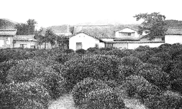 Farmers of forty centuries - tea garden adjoining a Japanese farm village.jpg
