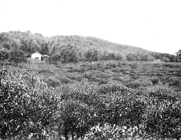 Farmers of forty centuries - tea plantation located on the flanks of wooded hill lands.jpg