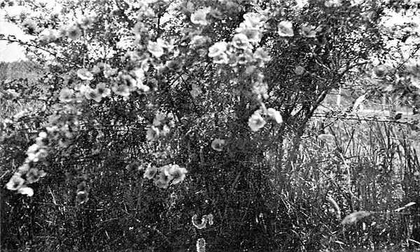 Farmers of forty centuries - wild yellow Shantung rose.jpg