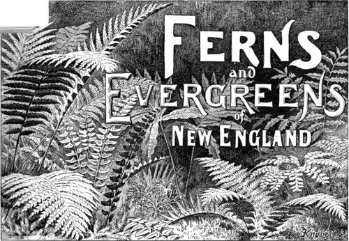 Ferns and Evergreens of New England