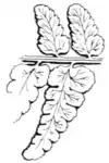 Ferns and evergreens of New England - Rock Fern. Aspidium marginale.png