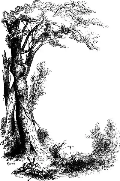 Forest Hymn pg 17.jpg